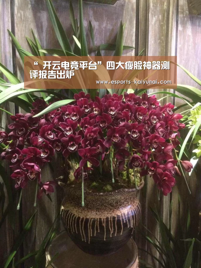  开云电竞平台